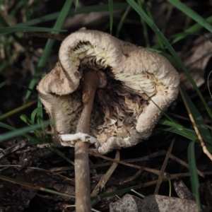 Macrolepiota sp. at Mystery Bay, NSW - 14 Jul 2024