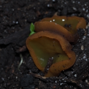 Aleurina ferruginea at Mystery Bay, NSW - 14 Jul 2024