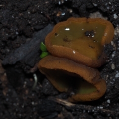 Aleurina ferruginea at Mystery Bay, NSW - 14 Jul 2024