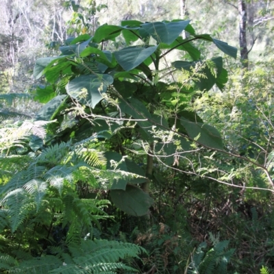 Dendrocnide excelsa (Stinging Tree) at Yadboro, NSW - 14 Jul 2024 by VanceLawrence