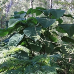 Dendrocnide excelsa at Yadboro, NSW - 14 Jul 2024