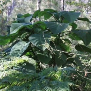 Dendrocnide excelsa at Yadboro, NSW - 14 Jul 2024