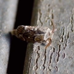 Pernattia pusilla (She-Oak Moth) at Florey, ACT - 6 Oct 2023 by KorinneM