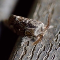 Pernattia pusilla at Florey, ACT - suppressed