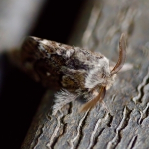 Pernattia pusilla at Florey, ACT - suppressed