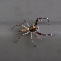 Helpis minitabunda (Threatening jumping spider) at Florey, ACT - 3 Oct 2023 by KorinneM