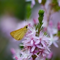 Ocybadistes walkeri (Green Grass-dart) at Florey, ACT - 3 Oct 2023 by KorinneM