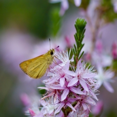 Ocybadistes walkeri (Green Grass-dart) at Florey, ACT - 3 Oct 2023 by KorinneM