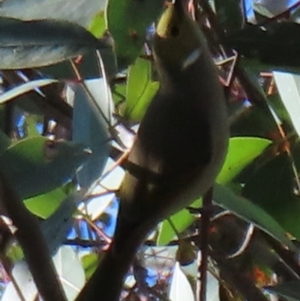 Ptilotula penicillata at Turvey Park, NSW - 14 Jul 2024