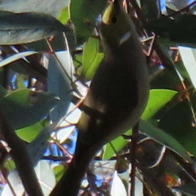 Ptilotula penicillata (White-plumed Honeyeater) at Turvey Park, NSW - 14 Jul 2024 by RobParnell