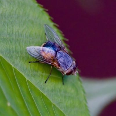 Calliphora augur (Lesser brown or Blue-bodied blowfly) at Florey, ACT - 6 Oct 2023 by KorinneM