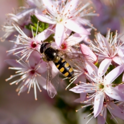 Syrphini (tribe) (Unidentified syrphine hover fly) at Florey, ACT - 7 Oct 2023 by KorinneM