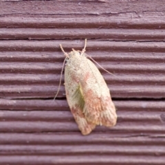 Garrha absumptella (Garrha absumptella) by KorinneM