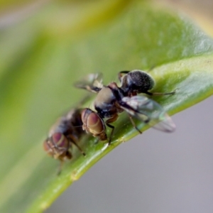 Pogonortalis doclea at Florey, ACT - 22 Oct 2023