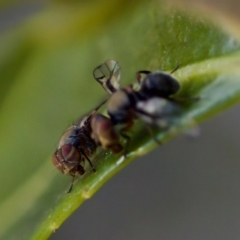 Pogonortalis doclea at Florey, ACT - 22 Oct 2023