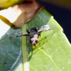 Pogonortalis doclea at Florey, ACT - 22 Oct 2023