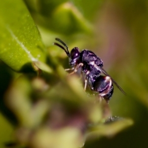 Brachymeria sp. (genus) at Florey, ACT - 22 Oct 2023