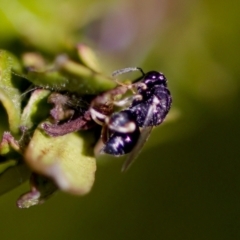 Brachymeria sp. (genus) at Florey, ACT - 22 Oct 2023