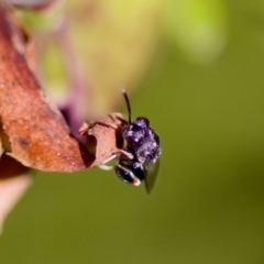 Brachymeria sp. (genus) at Florey, ACT - 22 Oct 2023