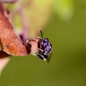 Brachymeria sp. (genus) at Florey, ACT - 22 Oct 2023