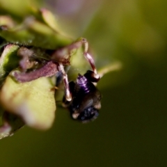 Brachymeria sp. (genus) at Florey, ACT - 22 Oct 2023