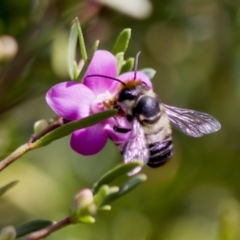 Megachile (Eutricharaea) maculariformis (Gold-tipped leafcutter bee) at Florey, ACT - 22 Oct 2023 by KorinneM