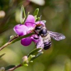 Megachile (Eutricharaea) maculariformis (Gold-tipped leafcutter bee) at Florey, ACT - 22 Oct 2023 by KorinneM