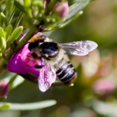 Megachile (Eutricharaea) maculariformis at Florey, ACT - 22 Oct 2023