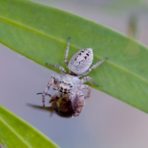 Opisthoncus grassator at Florey, ACT - 22 Oct 2023