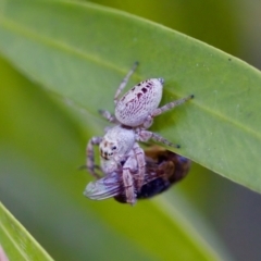 Opisthoncus grassator at Florey, ACT - 22 Oct 2023