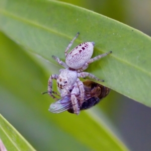 Opisthoncus grassator at Florey, ACT - 22 Oct 2023