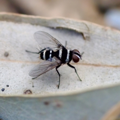 Trigonospila sp. (genus) (A Bristle Fly) at Florey, ACT - 22 Oct 2023 by KorinneM