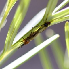 Dilophus sp. (genus) at Florey, ACT - 22 Oct 2023 by KorinneM