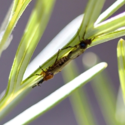 Dilophus sp. (genus) (A march fly) at Florey, ACT - 22 Oct 2023 by KorinneM