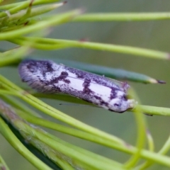 Eusemocosma pruinosa (Philobota Group Concealer Moth) at Florey, ACT - 22 Oct 2023 by KorinneM