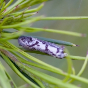 Eusemocosma pruinosa at Florey, ACT - 22 Oct 2023 05:13 PM