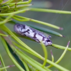 Eusemocosma pruinosa at Florey, ACT - 22 Oct 2023 05:13 PM