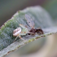 Lehtinelagia prasina (Leek-green flower spider) at Florey, ACT - 22 Oct 2023 by KorinneM