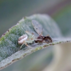 Lehtinelagia prasina at Florey, ACT - 22 Oct 2023 05:10 PM