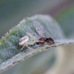 Lehtinelagia prasina at Florey, ACT - 22 Oct 2023 05:10 PM