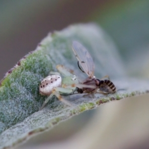 Lehtinelagia prasina at Florey, ACT - 22 Oct 2023