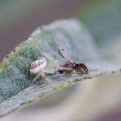 Lehtinelagia prasina at Florey, ACT - 22 Oct 2023 05:10 PM