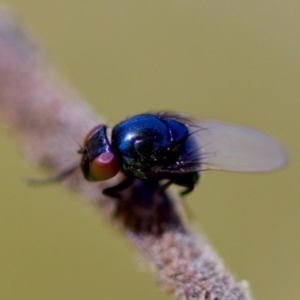 Melanina sp. (genus) at Florey, ACT - 28 Oct 2023