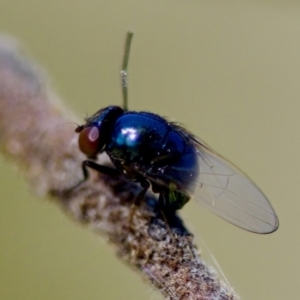 Melanina sp. (genus) at Florey, ACT - 28 Oct 2023