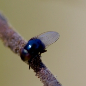 Melanina sp. (genus) at Florey, ACT - 28 Oct 2023