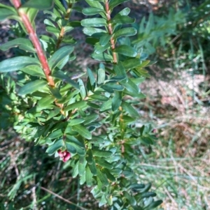 Grevillea baueri subsp. baueri at Bundanoon, NSW - 19 Jun 2024