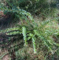 Grevillea baueri subsp. baueri at Bundanoon, NSW - 19 Jun 2024