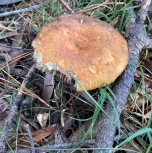 Unidentified Fungus at Bundanoon, NSW by Baronia