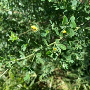 Genista monspessulana at Bundanoon, NSW - 19 Jun 2024