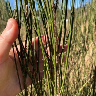 Unidentified Other Shrub at Bundanoon, NSW - 19 Jun 2024 by Baronia